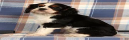 Cavalier King Charles Spaniel dogs for sale: Cutie - Ad 4