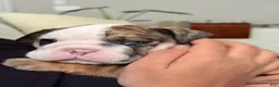 English Bulldog dogs for sale: Wilmington - Ad 1