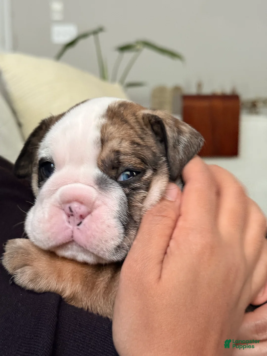 English Bulldog dogs for sale: Wilmington - Ad 1