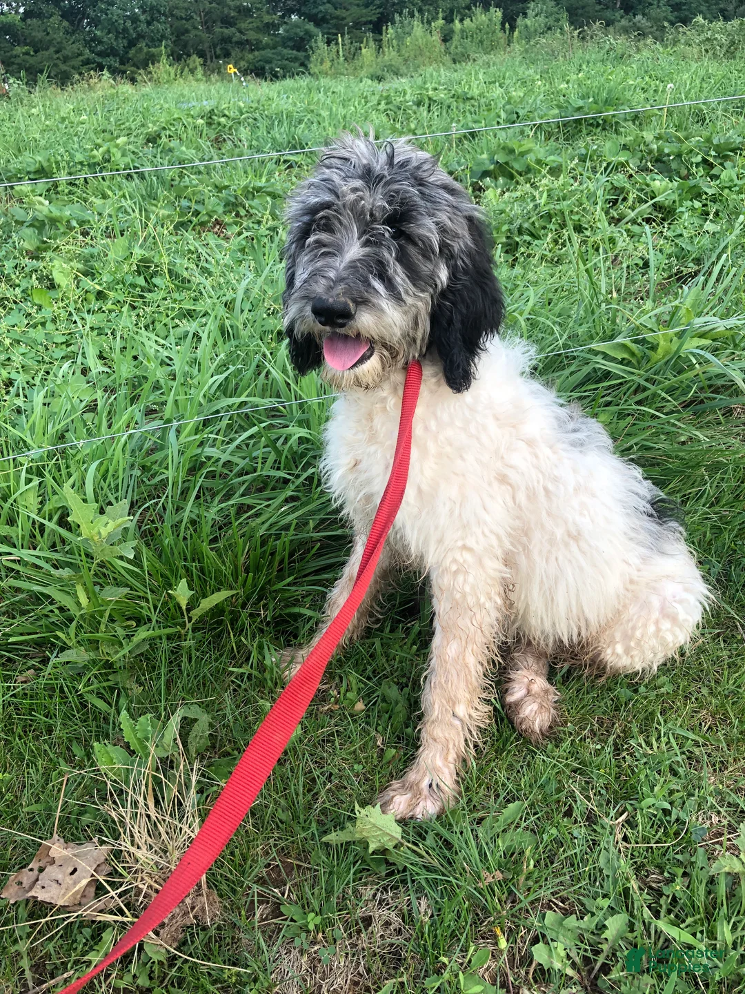 Goldendoodle dogs for sale: Princess - Ad 1