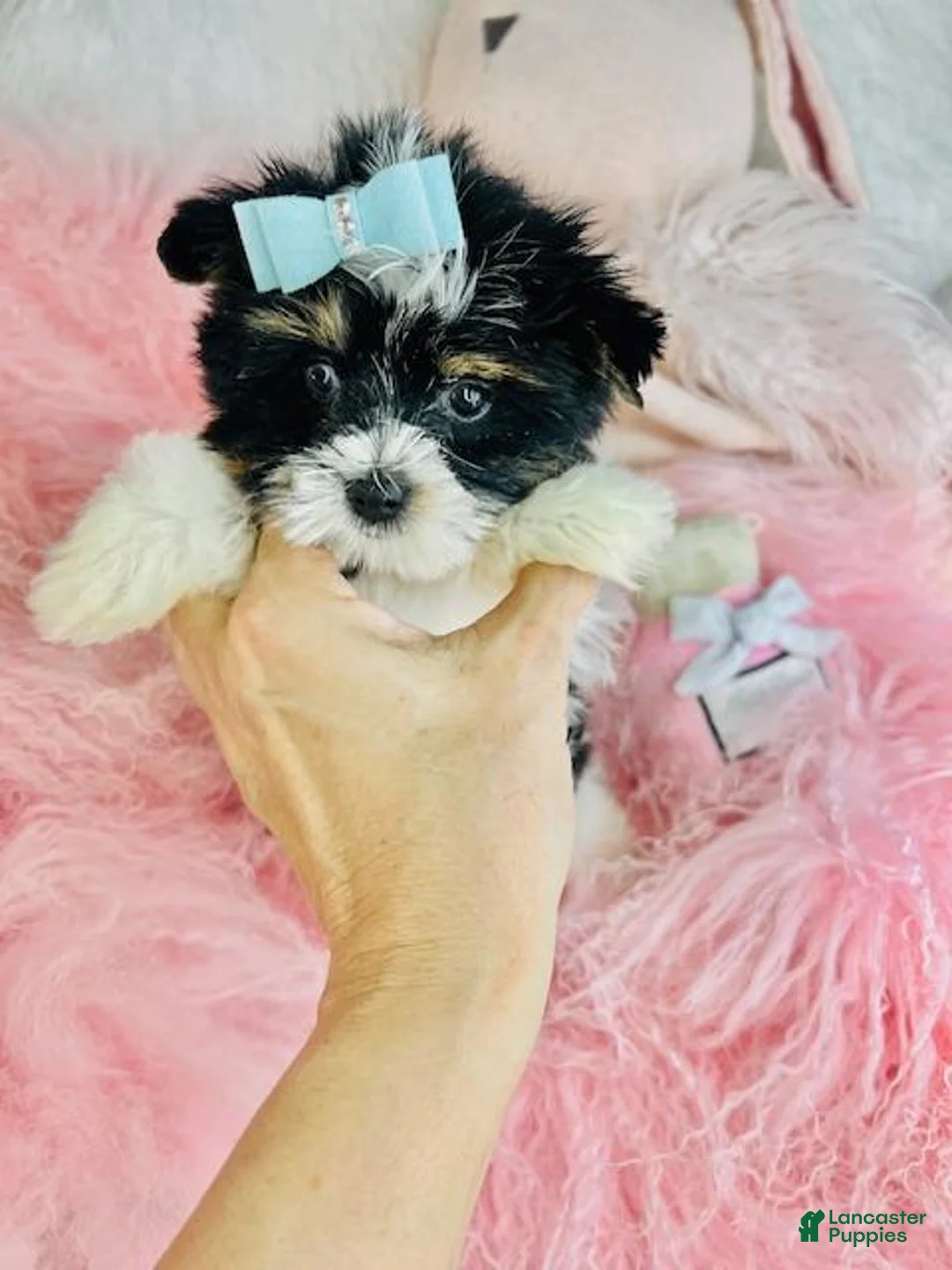 Biewer Terrier dogs for sale: Biewer Terrier 2 - Ad 1