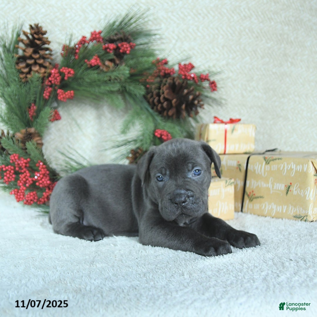 Cane Corso dogs for sale: Roscoe - Ad 11