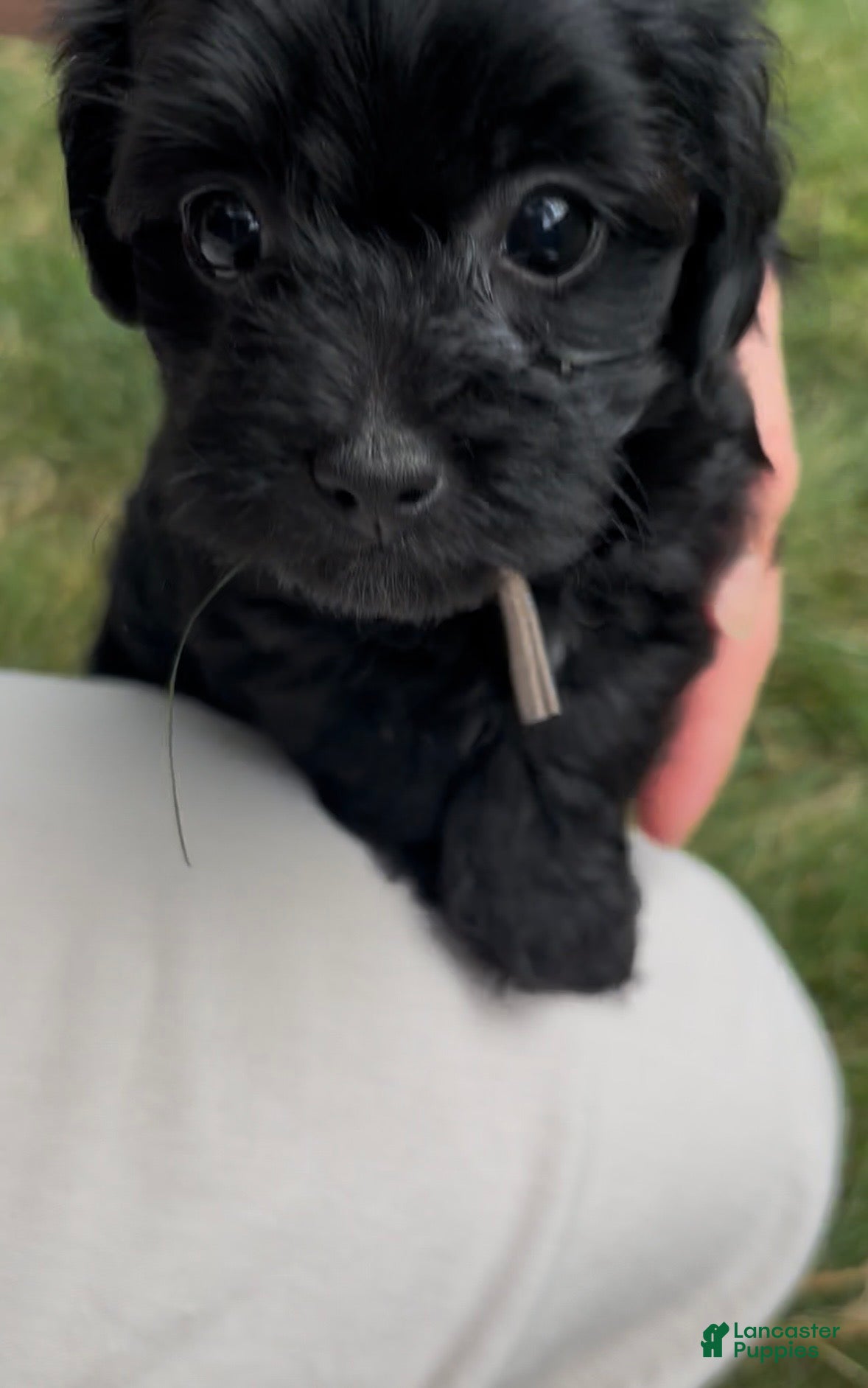 Yorkiepoo dogs Stella - Ad 2