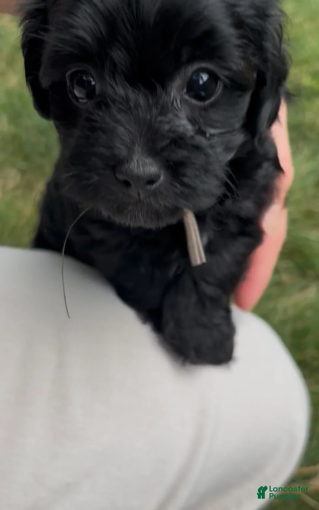 Yorkiepoo dogs for sale: Stella - Ad 2