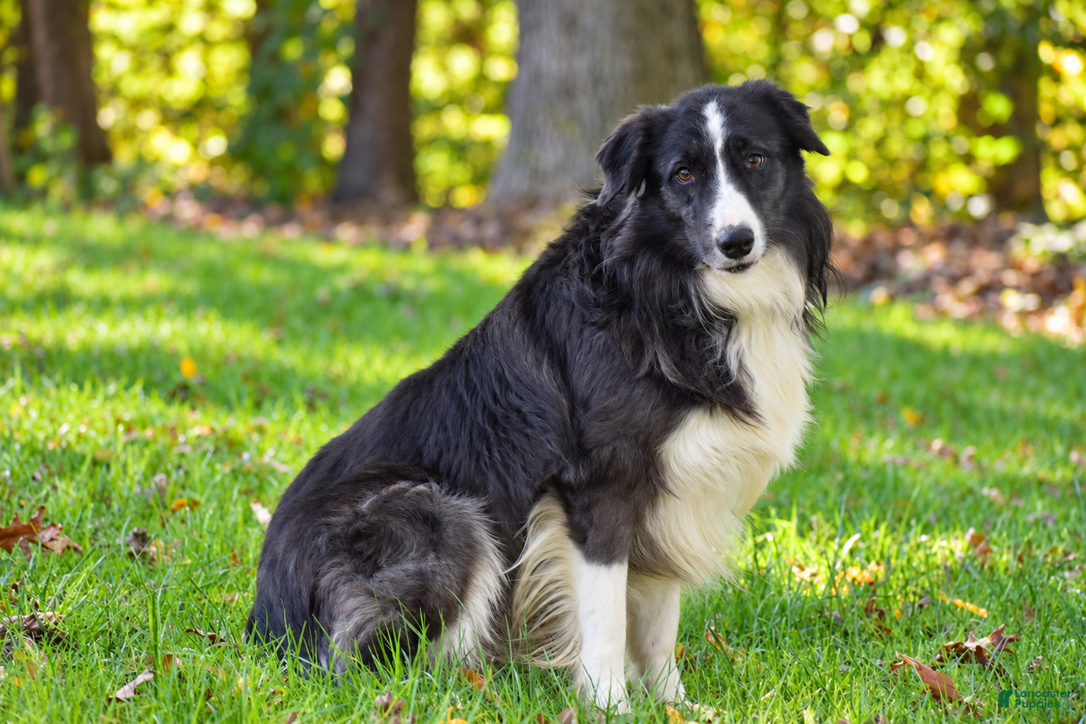 Border Collie dogs Truffle - Ad 2