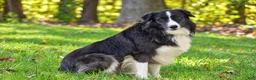 Border Collie dogs for sale: Truffle - Ad 2