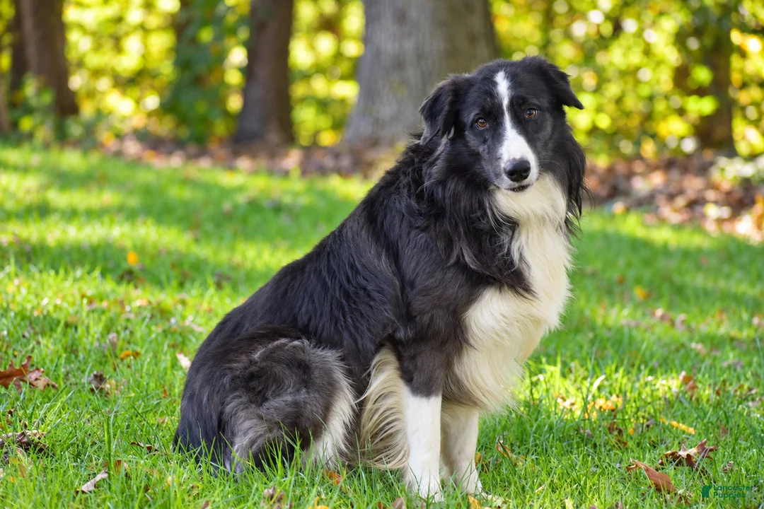 Border Collie dogs for sale: Truffle - Ad 2