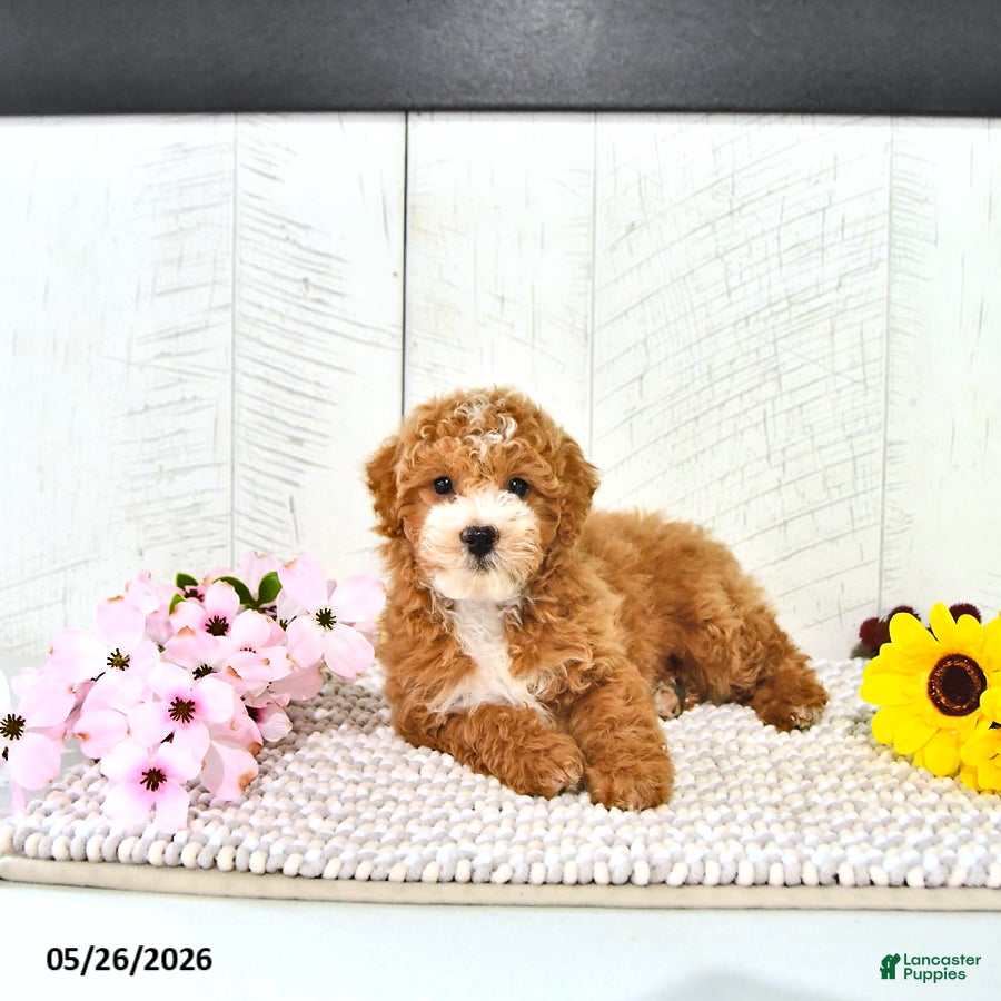 Miniature Poodle dogs Randall - Ad 2