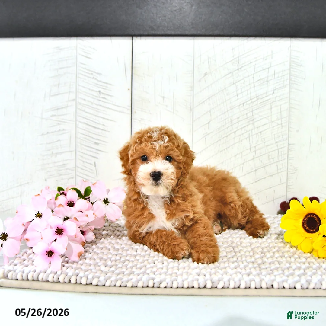 Miniature Poodle dogs for sale: Randall - Ad 2