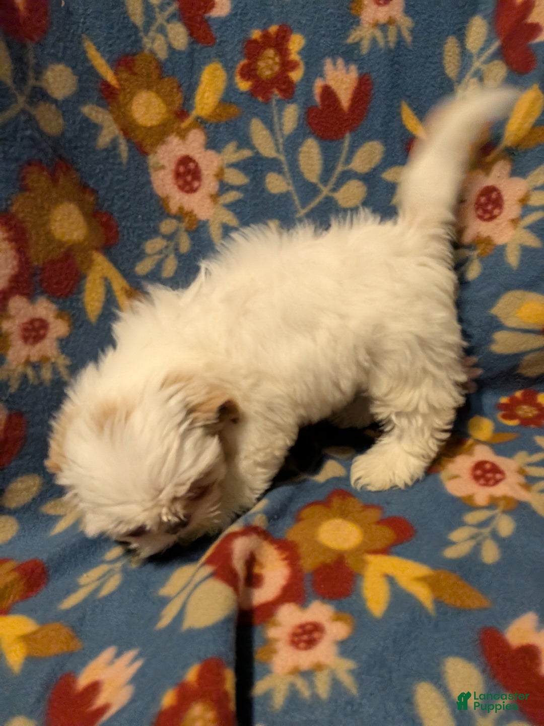 Shih Tzu dogs for sale: Skylar  - Ad 8