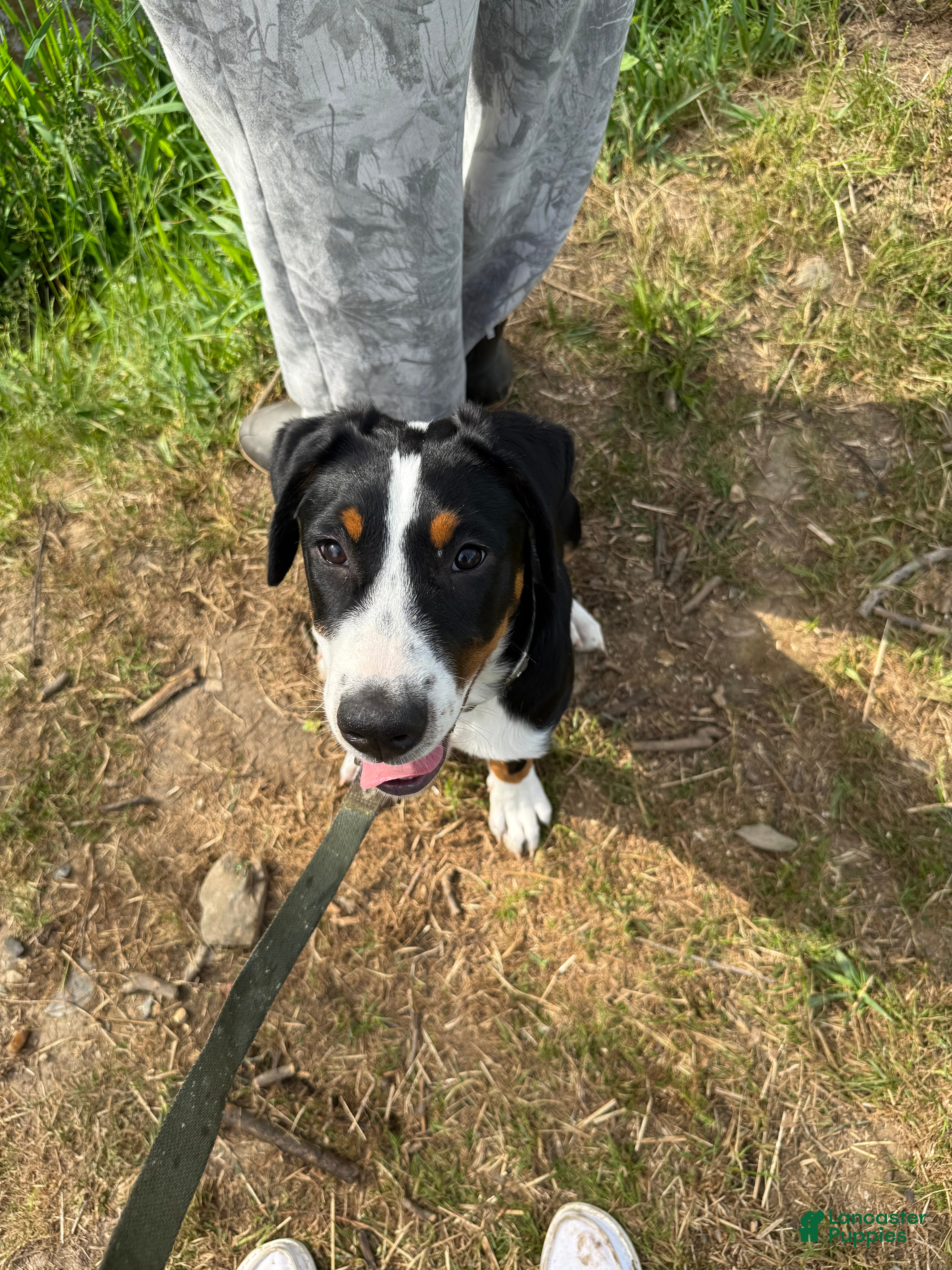 Greater Swiss Mountain Dog dogs Greater Swiss Mountain Dog 1 - Ad 12