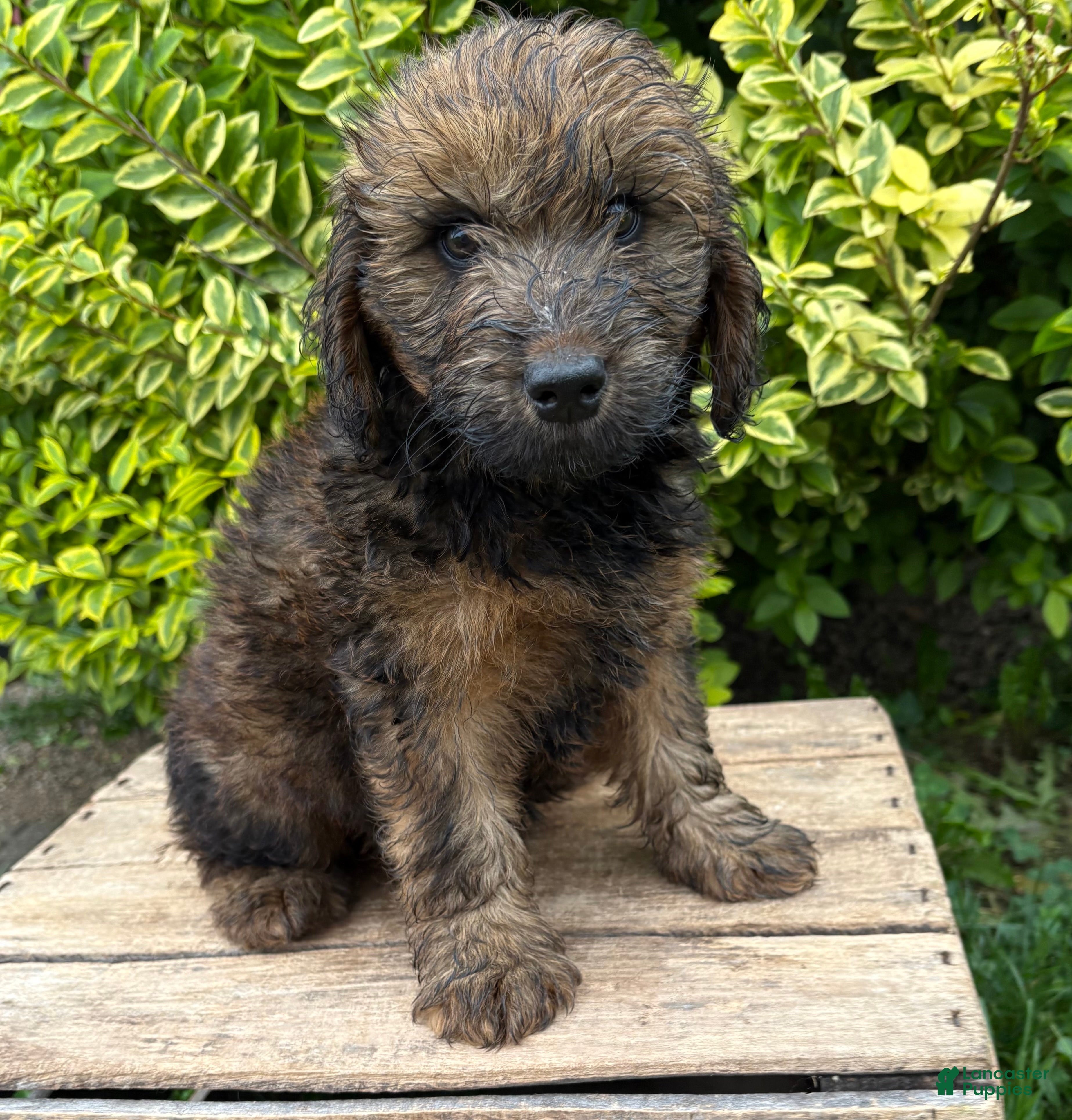 Whoodle dogs Moose - Ad 1