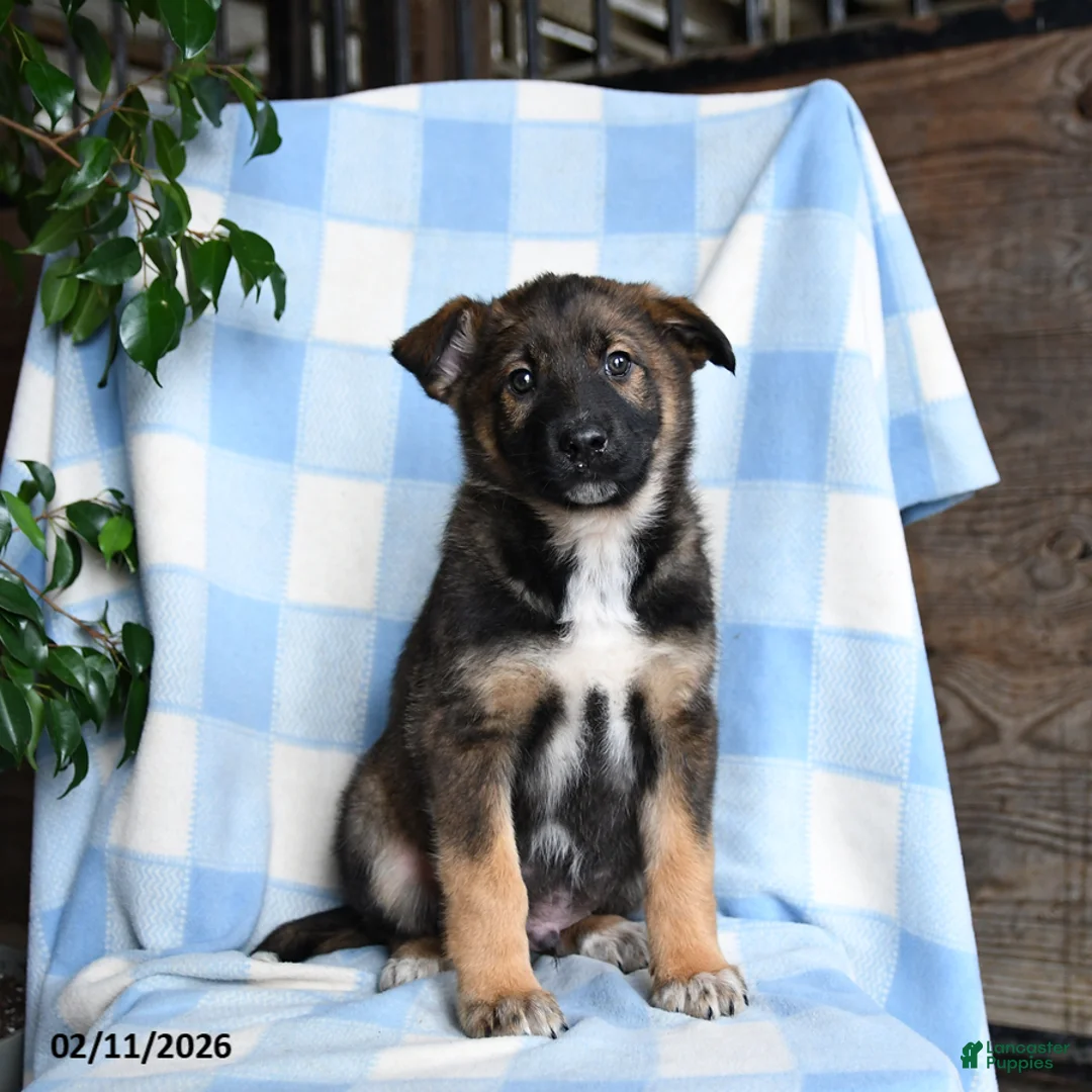 Mixed Breed dogs for sale: Bear - Ad 3