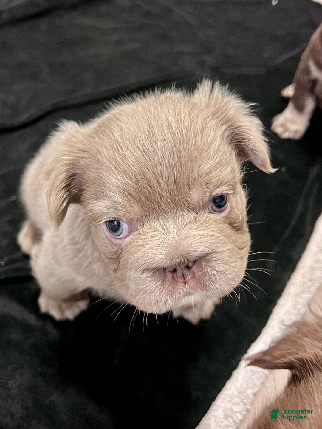 French Bulldog dogs for sale: Truffles Isabella Big Rope Fluffy - Ad 1