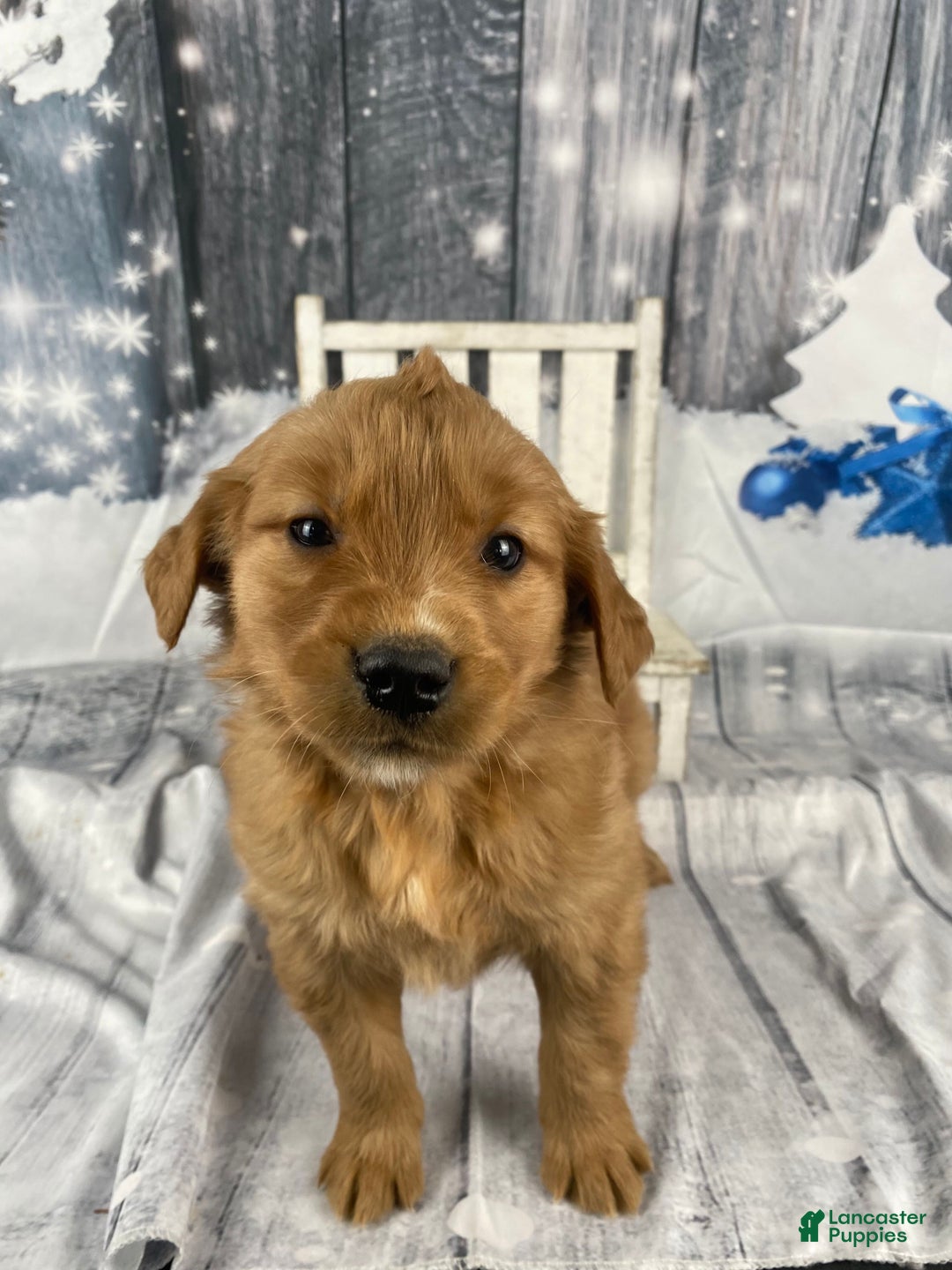 Golden Retriever dogs for sale: Lottie - Ad 4