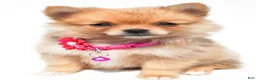 Pomeranian dogs for sale: Sadie - Ad 6