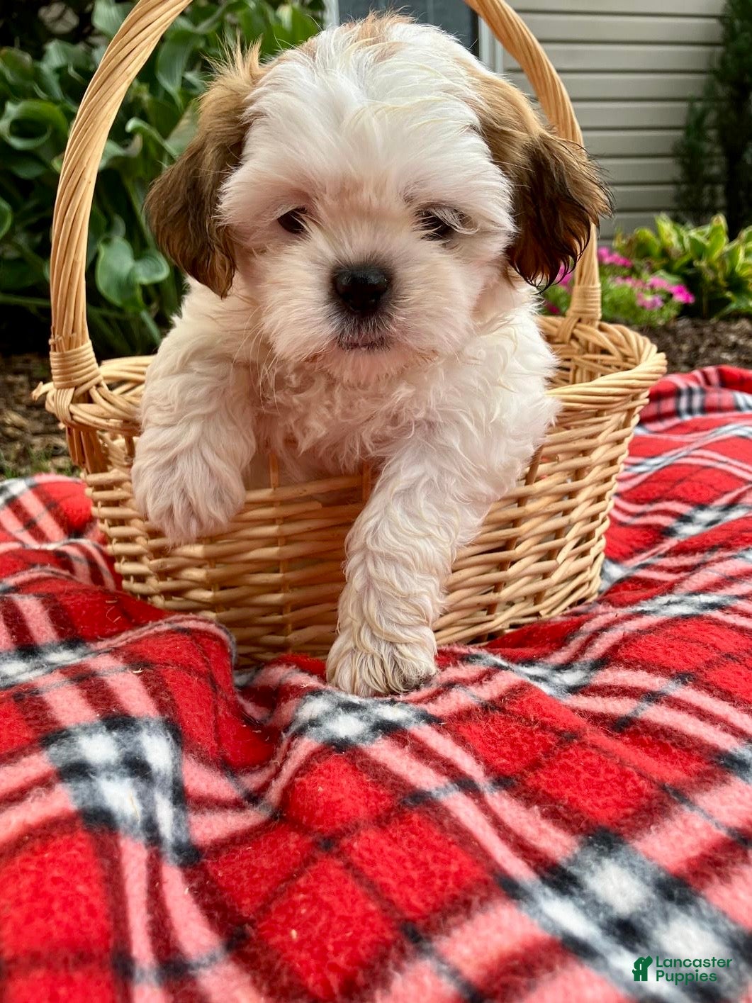 Shih Tzu dogs Sadie - Ad 2