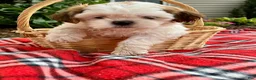 Shih Tzu dogs for sale: Sadie - Ad 2