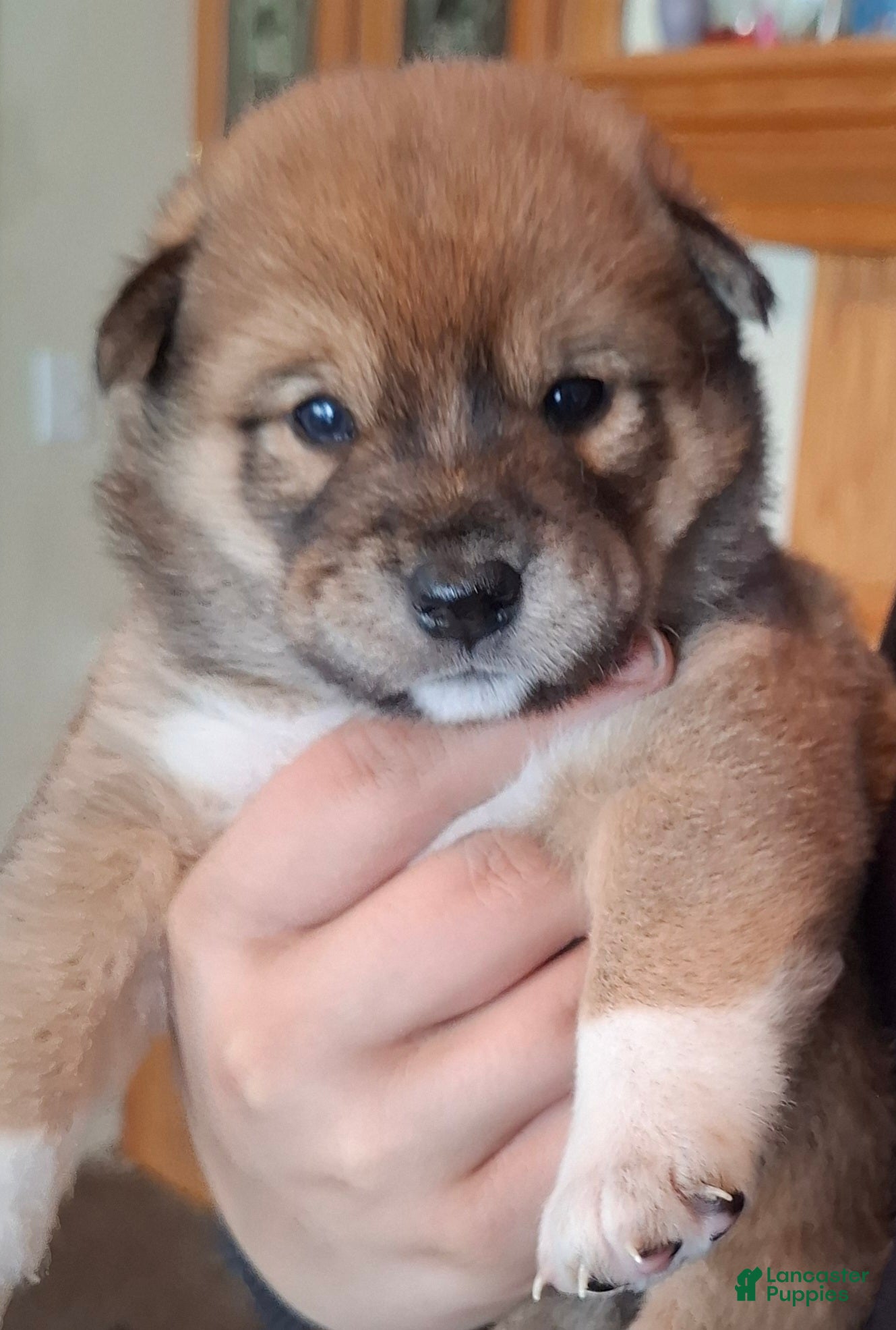 Shiba Inu dogs Shiba Inu Puppy 3 - Ad 32