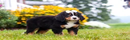 Bernese Mountain Dog dogs for sale: Bailey - Ad 6