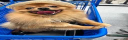 Pomeranian dogs for stud: STUD FOR USE - Ad 3