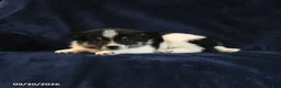 Mixed Breed dogs for sale: Scamp  - Ad 4