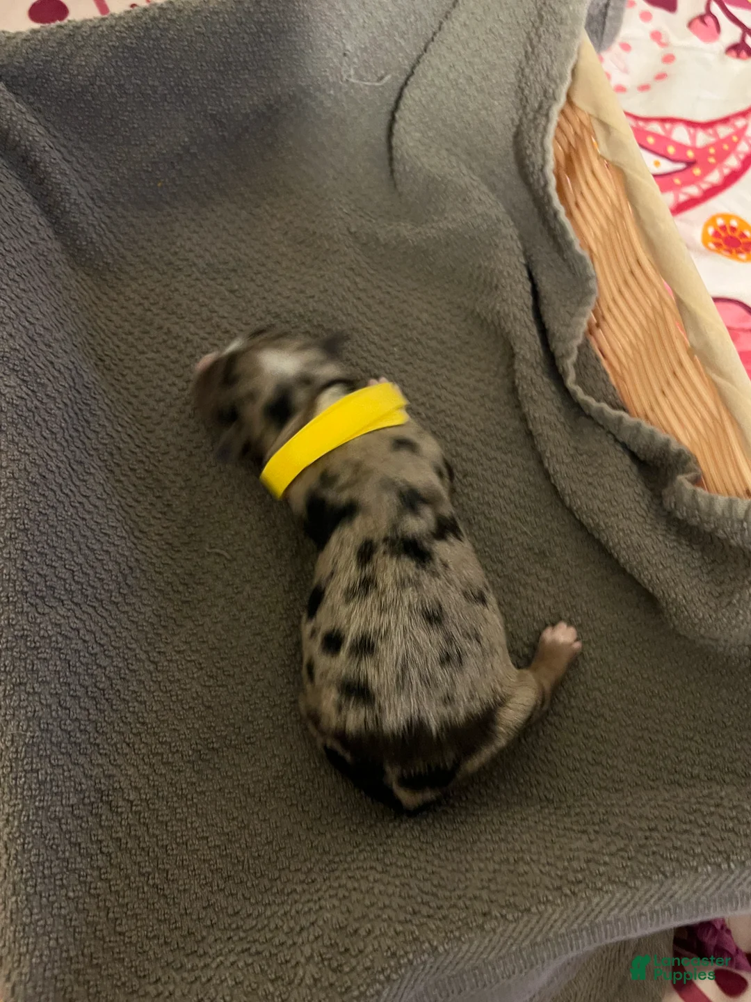 Mixed Breed dogs for sale: Yellow - Ad 2