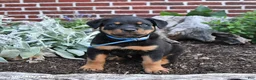 Rottweiler dogs for sale: Beau - Ad 5