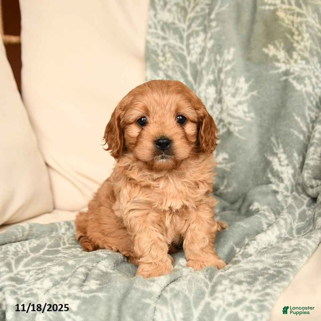 Cavapoo dogs for sale: Sammy - Ad 1