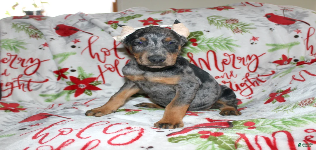 Gallery Image {{count}}