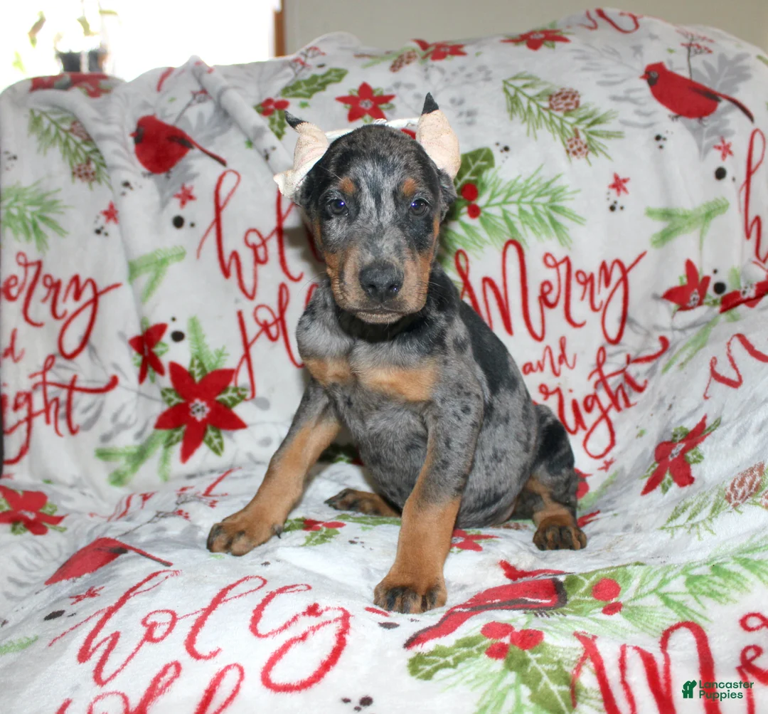 Gallery Image {{count}}