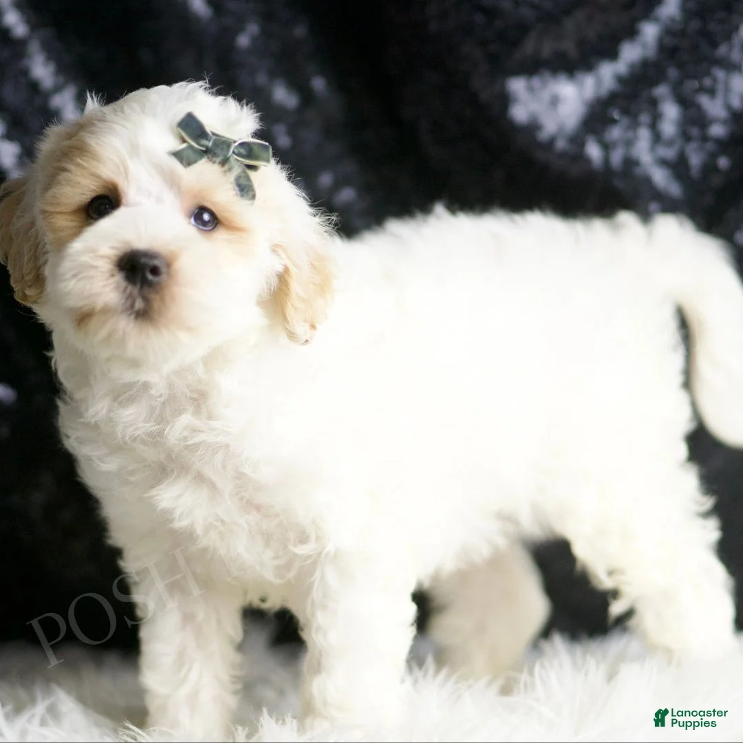 Maltipoo dogs for sale: Cedar - Ad 2