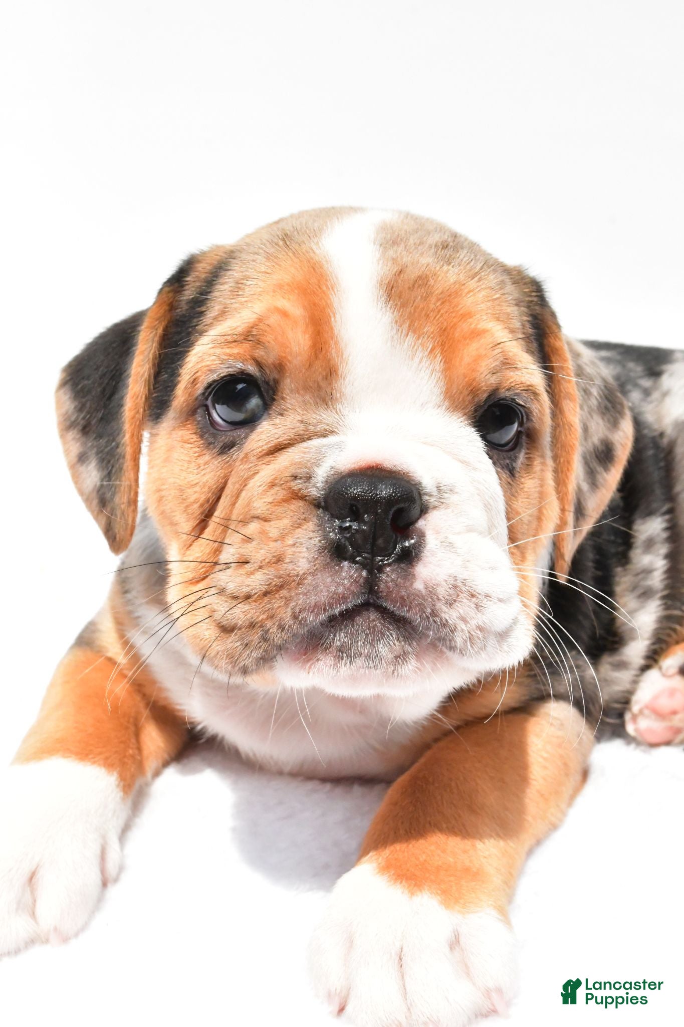Beabull dogs Romeo - Ad 2
