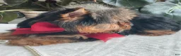 Yorkshire Terrier dogs for sale: Fido - Ad 6
