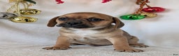 Puggle dogs for sale: Chance  - Ad 11