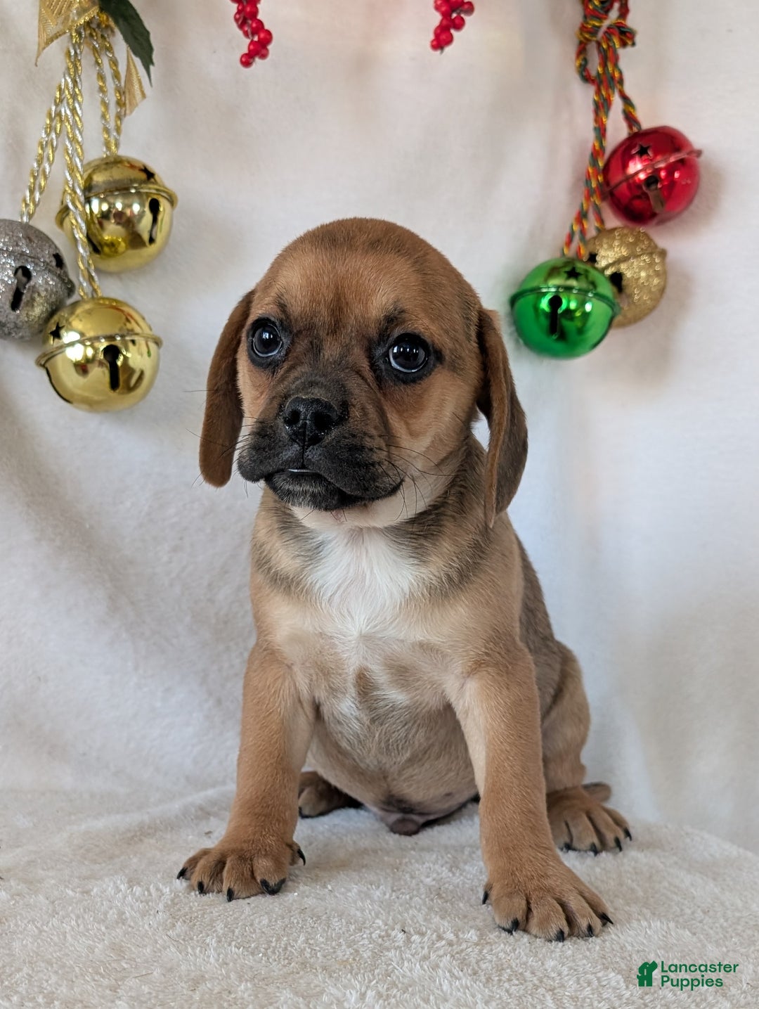 Puggle dogs for sale: Chance  - Ad 11