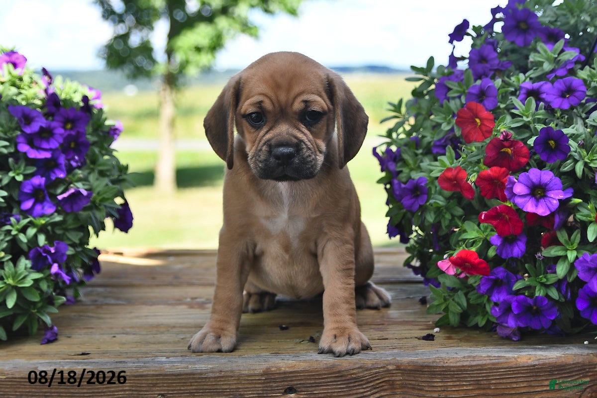 Puggle dogs Sophie - Ad 1