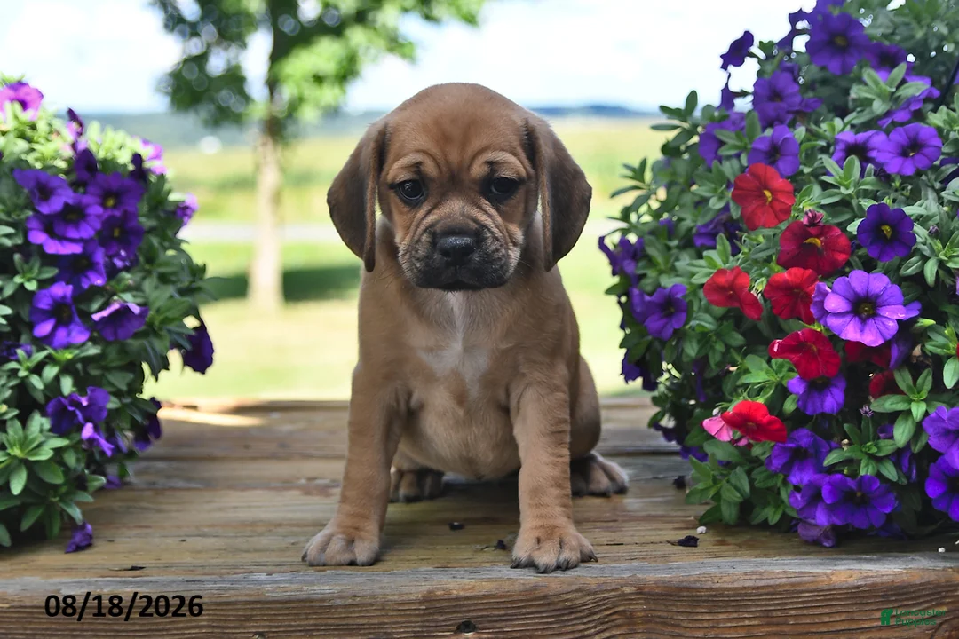 Puggle dogs for sale: Sophie - Ad 1