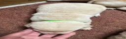 Labrador Retriever dogs for sale: Labrador Retriever 7 - Ad 2