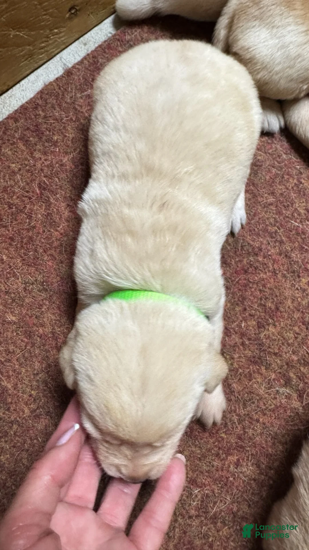 Labrador Retriever dogs for sale: Labrador Retriever 7 - Ad 2