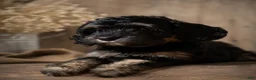 Bernedoodle dogs for sale: Venus - Ad 8