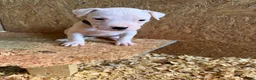 Dogo Argentino dogs for sale: Black collar female  - Ad 2