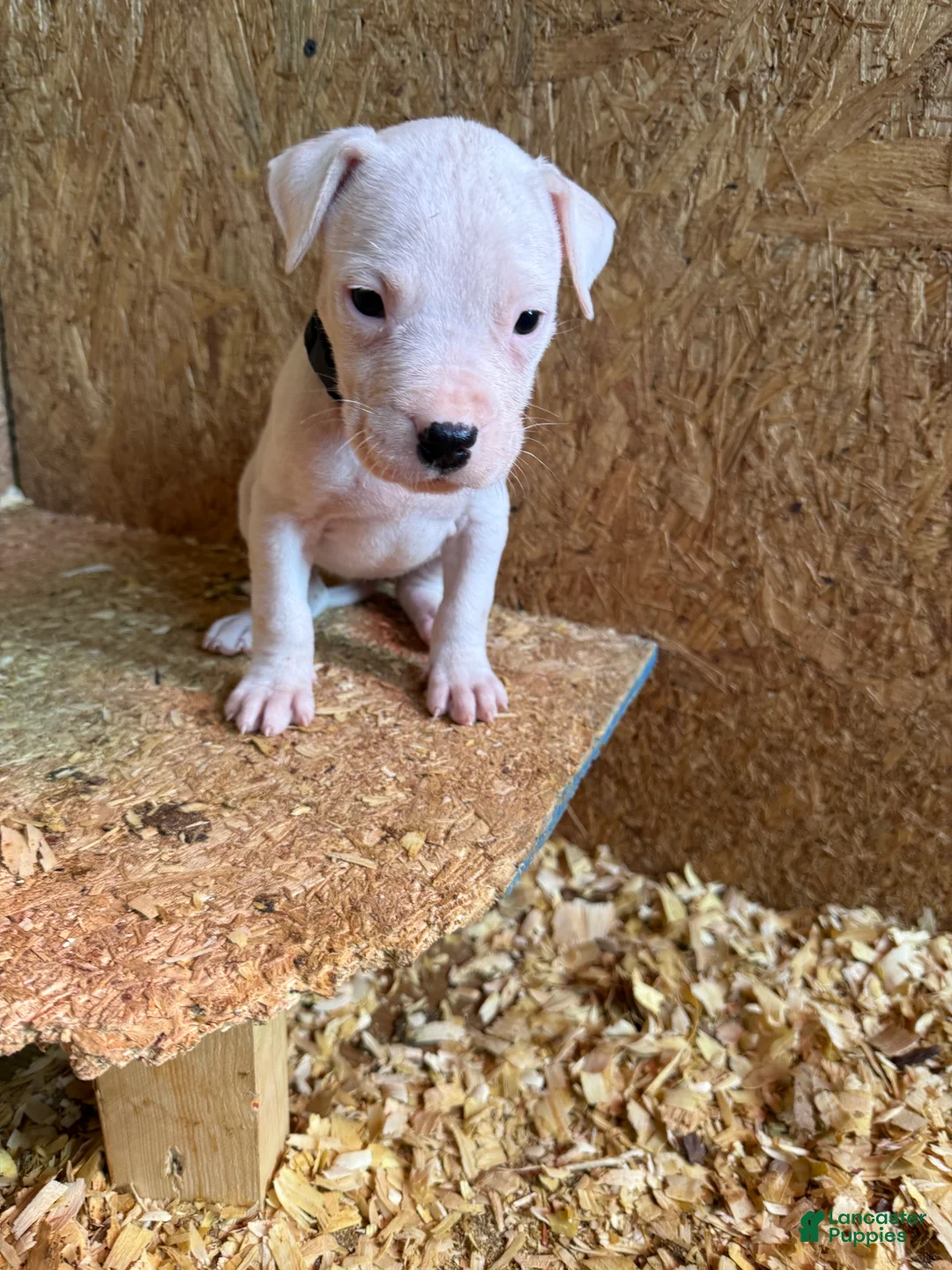 Dogo Argentino dogs for sale: Black collar female  - Ad 2