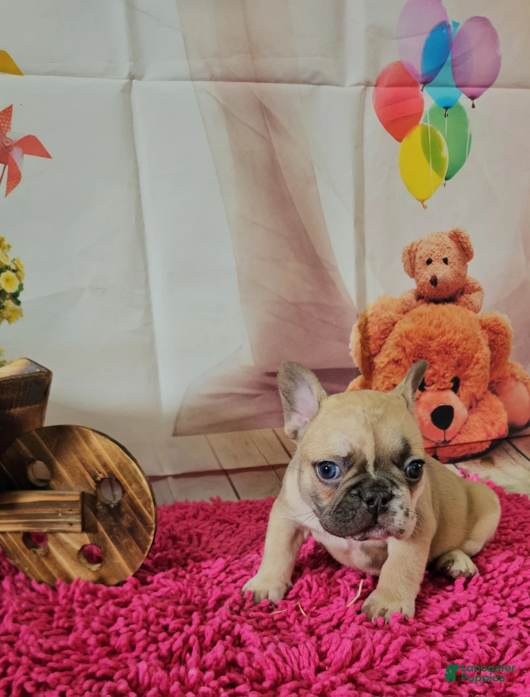 French Bulldog dogs for sale: French Bulldog Puppy 2 - Ad 2