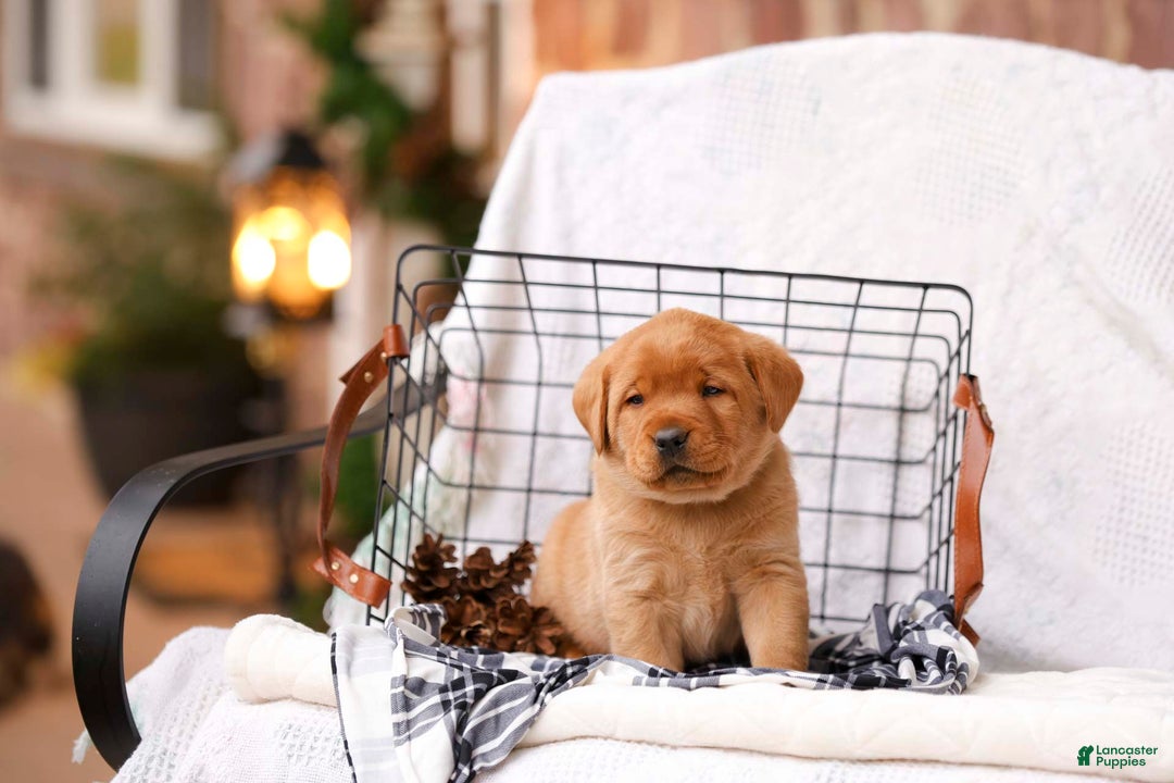 Labrador Retriever dogs for sale: Nixon - Ad 2