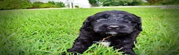 Havapoo dogs for sale: Webster - Ad 12