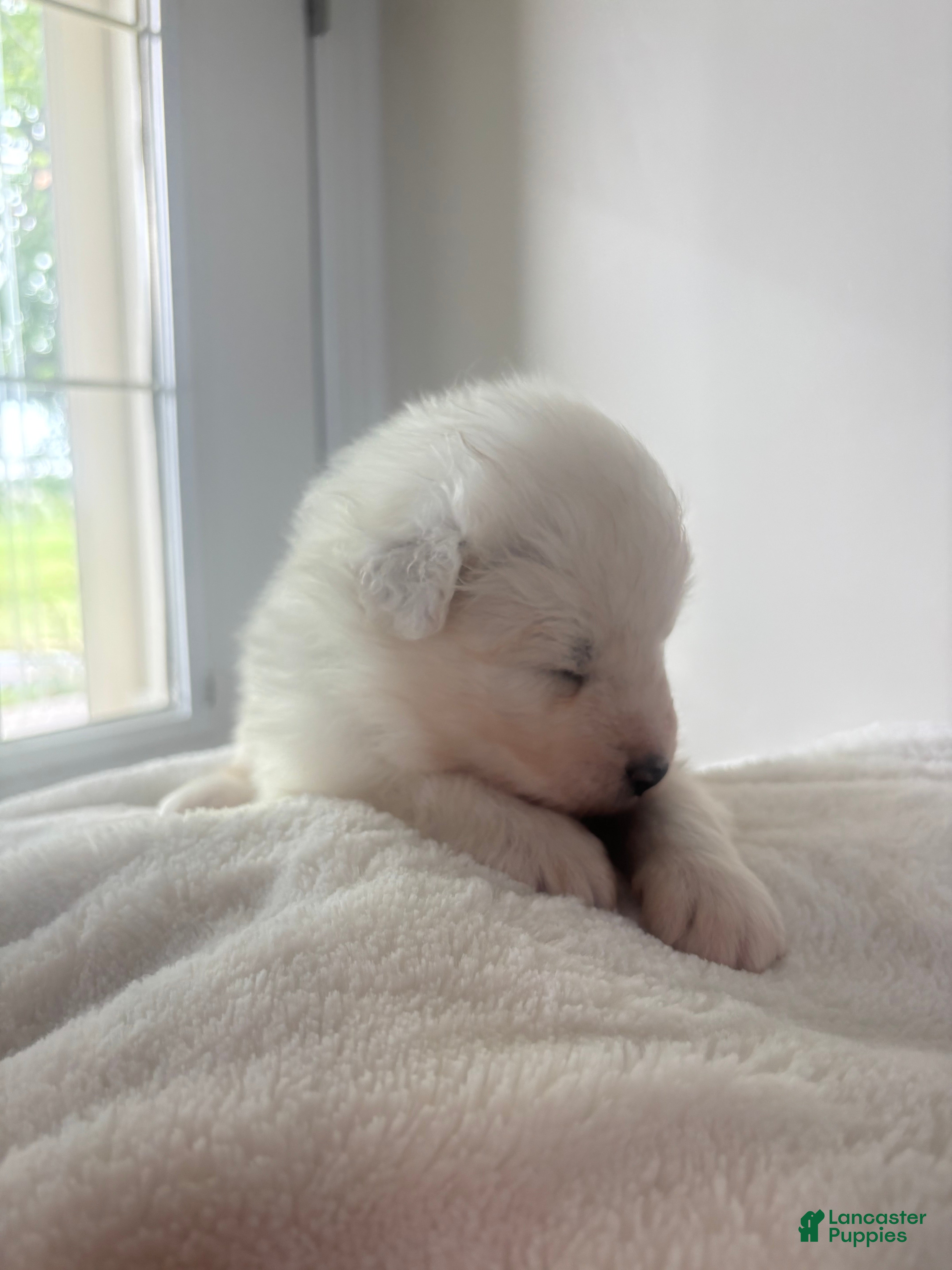 Samoyed dogs Willow - Ad 1