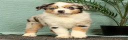 Miniature Australian Shepherd dogs for sale: Jenny - Ad 3