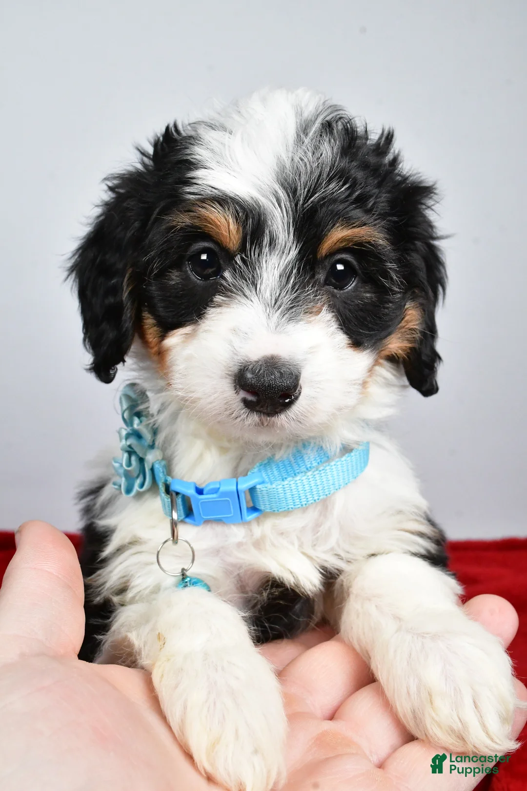 Mini Aussiedoodle dogs for sale: Gabby - Ad 7