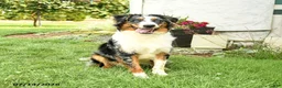 Australian Shepherd dogs for sale: Ace - Ad 5